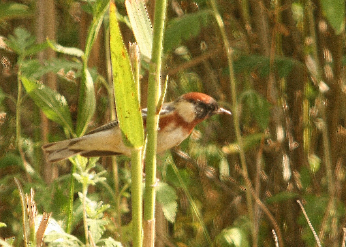 Bay-breasted Warbler - ML286910801