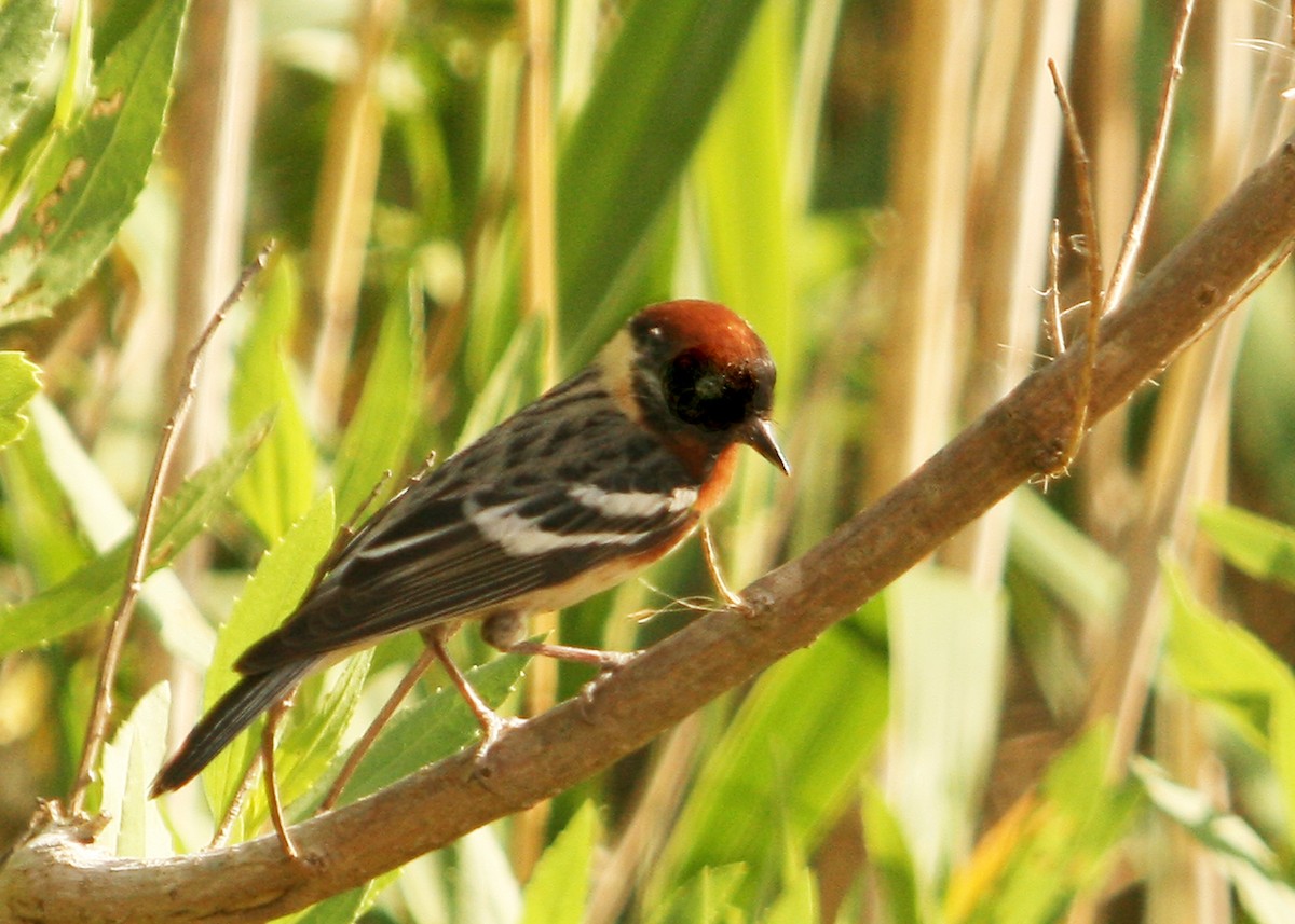 Bay-breasted Warbler - ML286910811