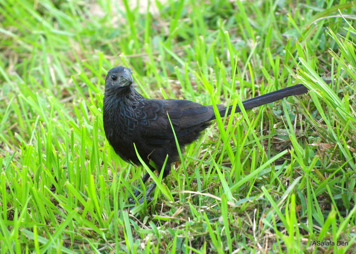 Groove-billed Ani - Fanis Theofanopoulos (ASalafa Deri)