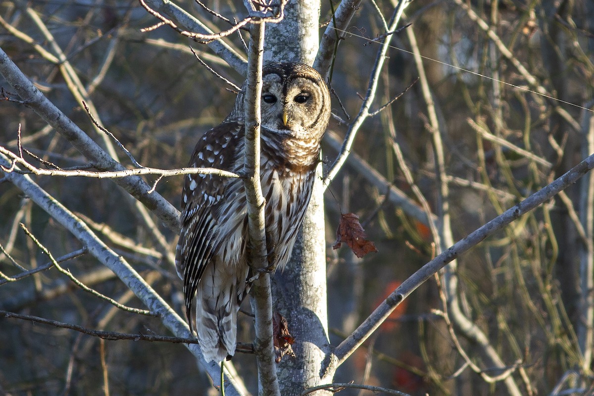 Barred Owl - ML286914411