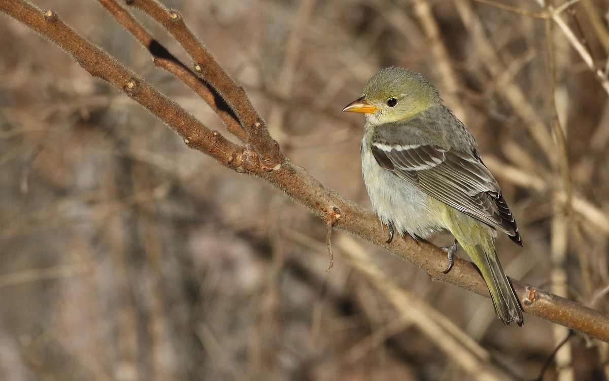 Western Tanager - ML286915841