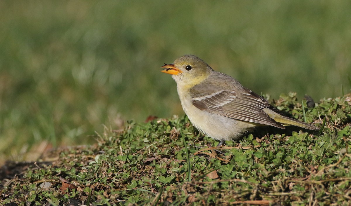 Western Tanager - Luke Seitz