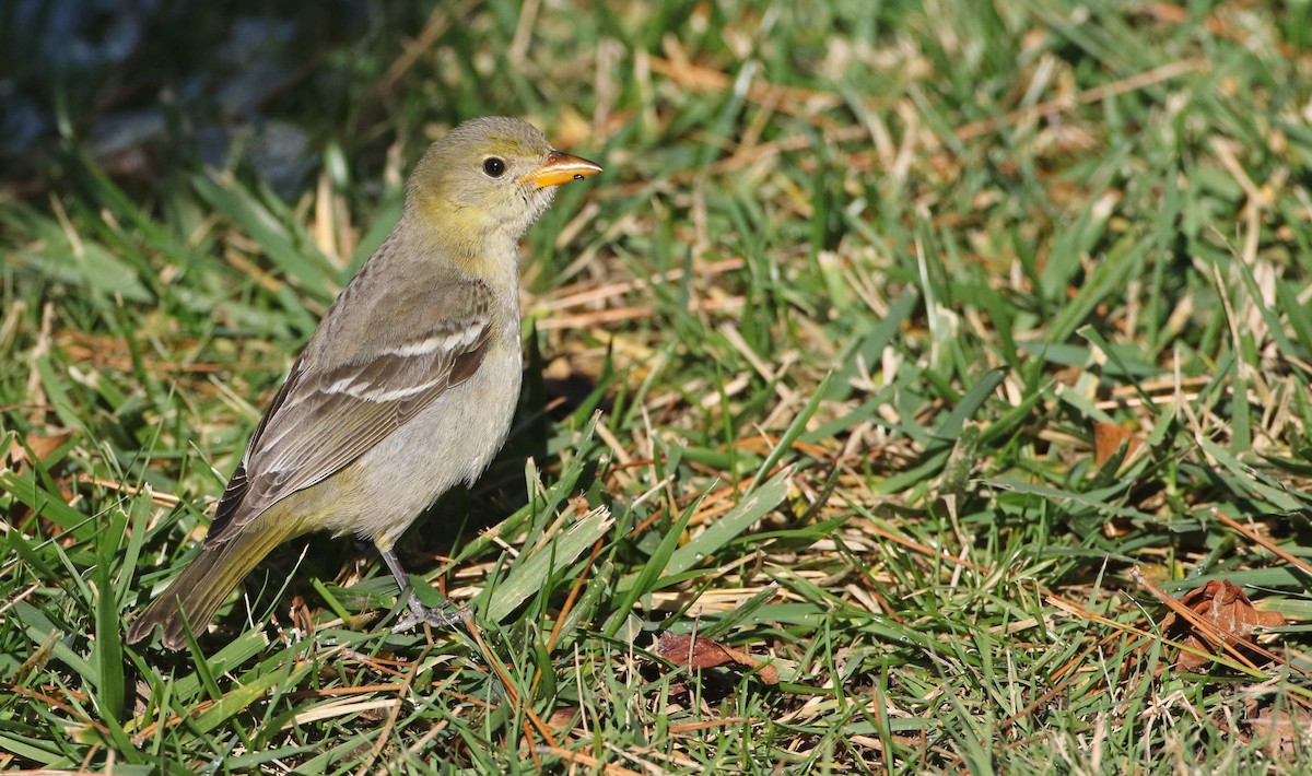 Western Tanager - Luke Seitz