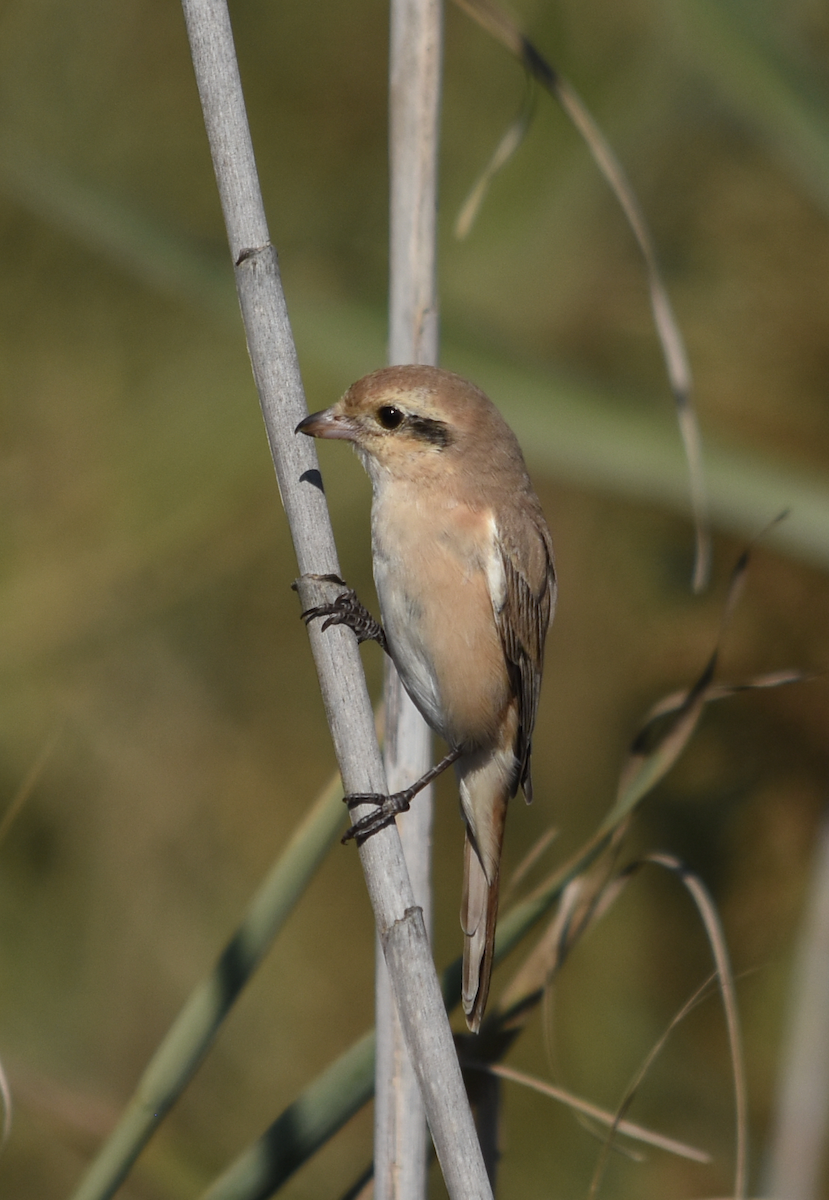 ťuhýk mongolský - ML286916701