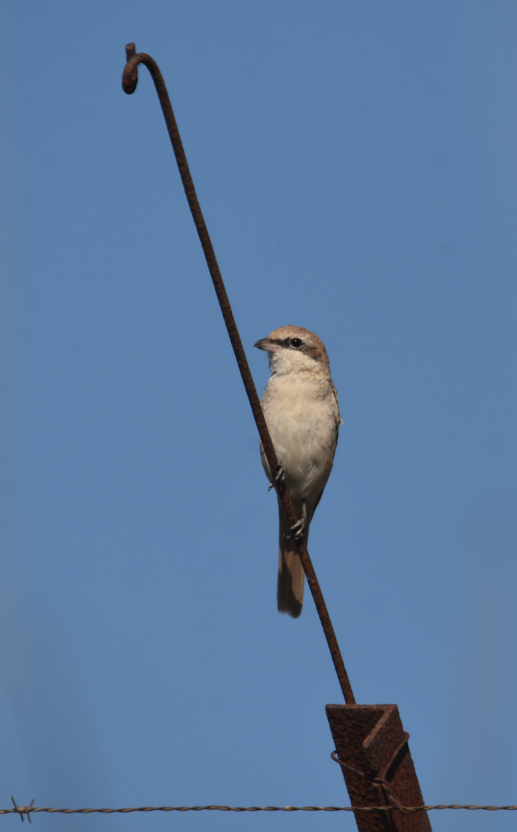 ťuhýk mongolský - ML286916821