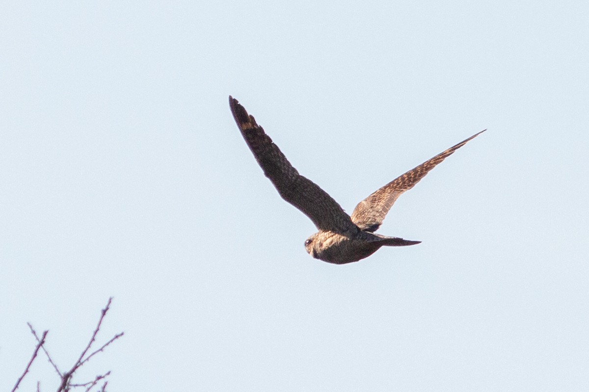 Lesser Nighthawk - ML286917961