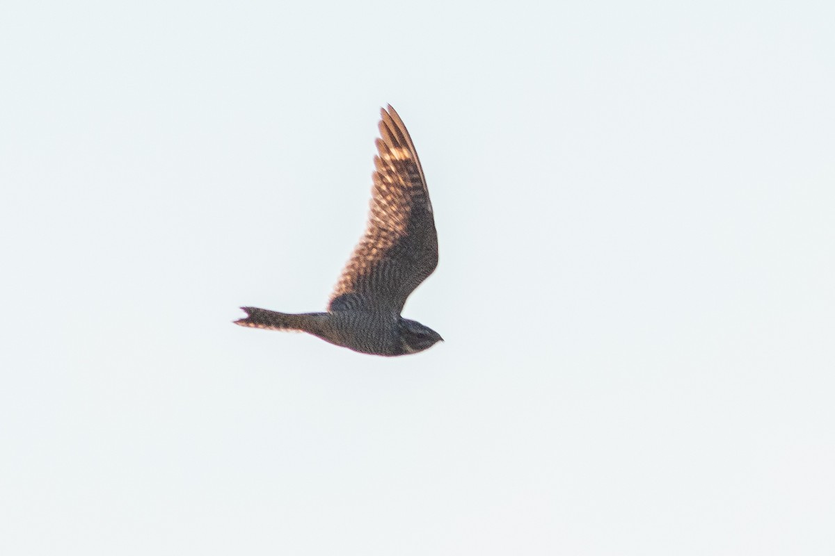 Lesser Nighthawk - ML286917971