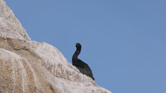 Pelagic Cormorant - ML286918351