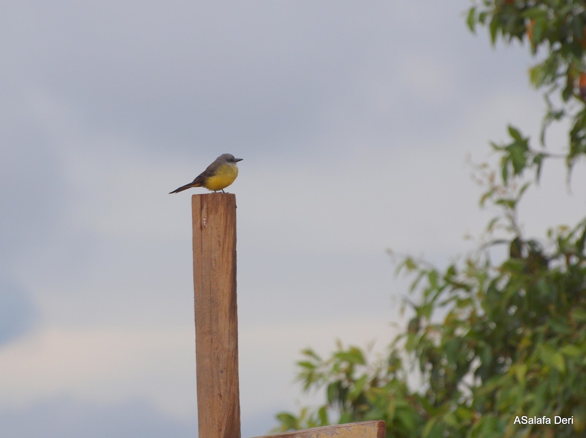 Tropical Kingbird - ML286918371