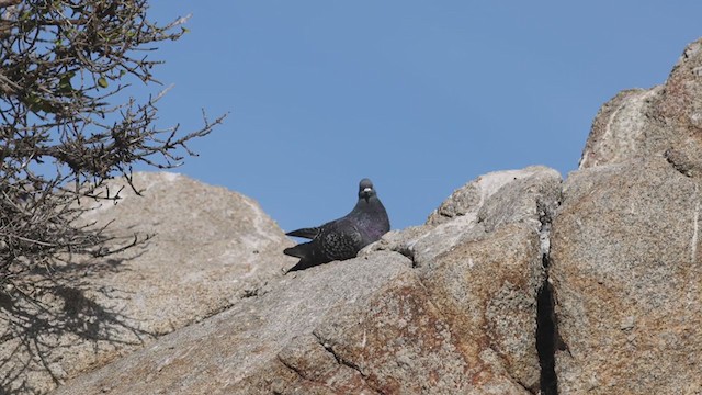 Rock Pigeon (Feral Pigeon) - ML286919021