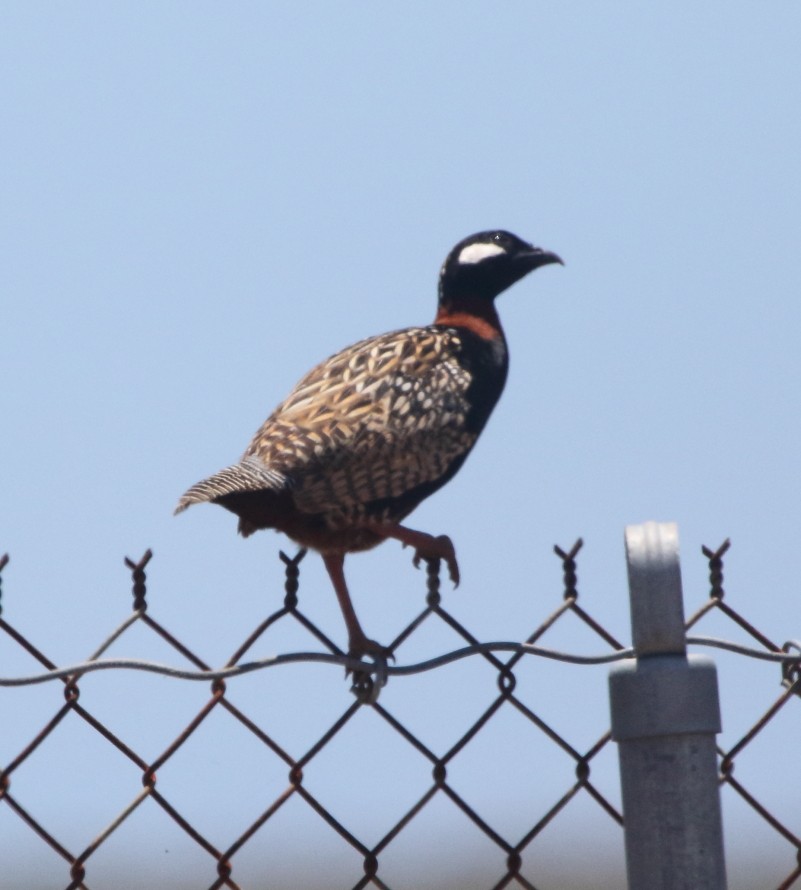 Black Francolin - ML28691921