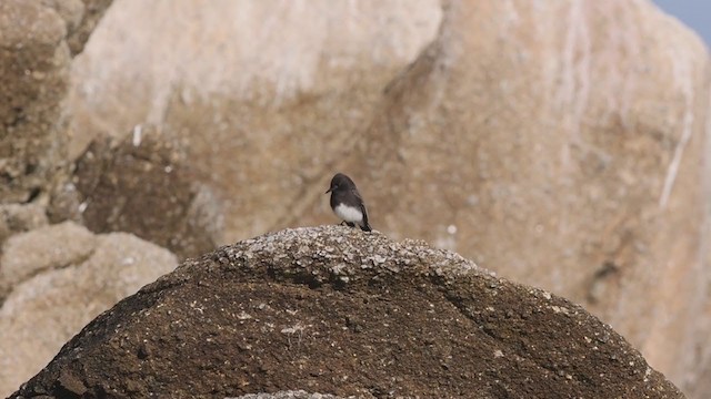 Black Phoebe - ML286919271