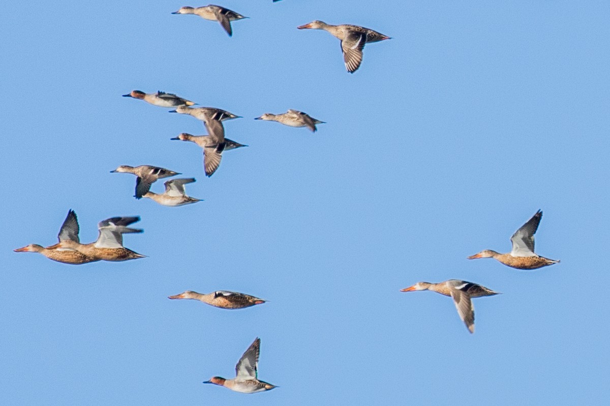 Northern Shoveler - ML286919411