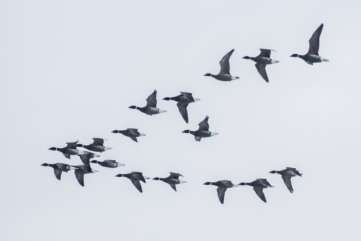 Хар толгойт галуу - ML286920101