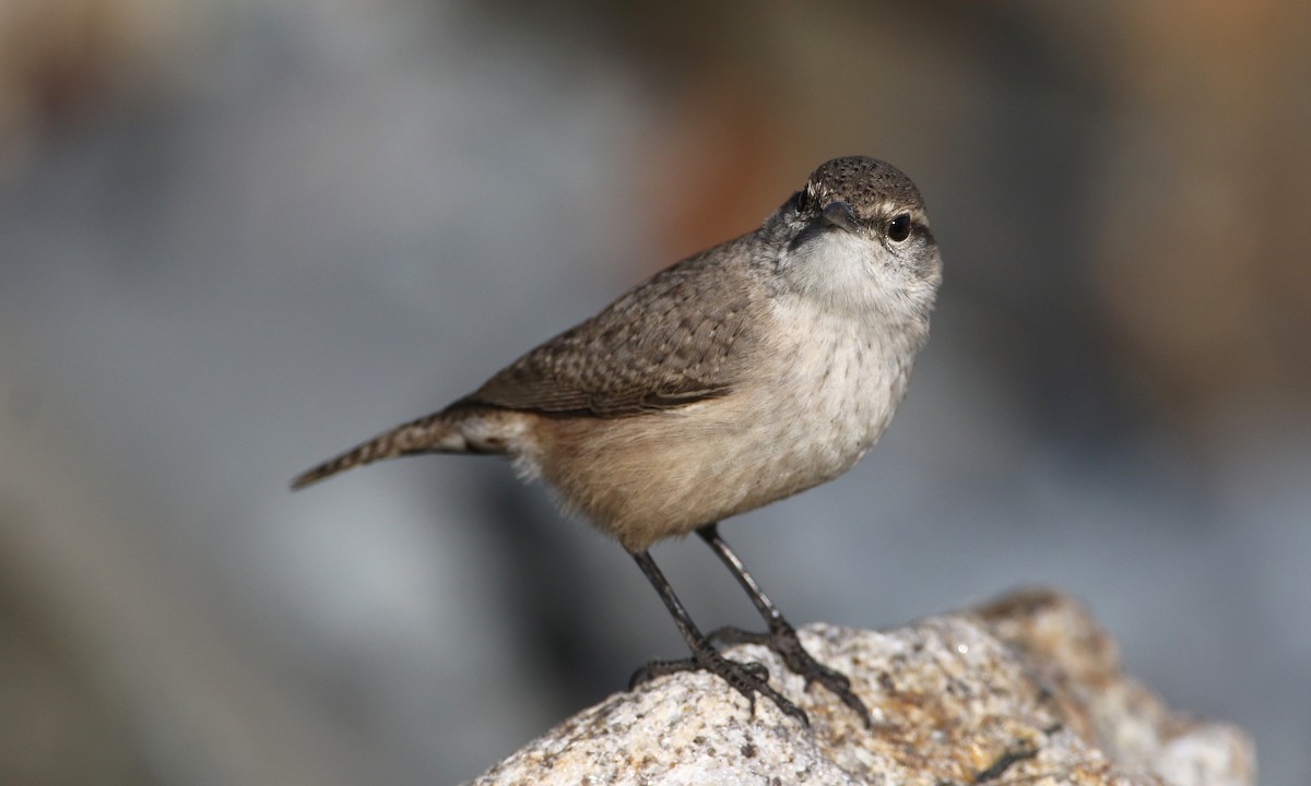 Rock Wren (Northern) - Luke Seitz