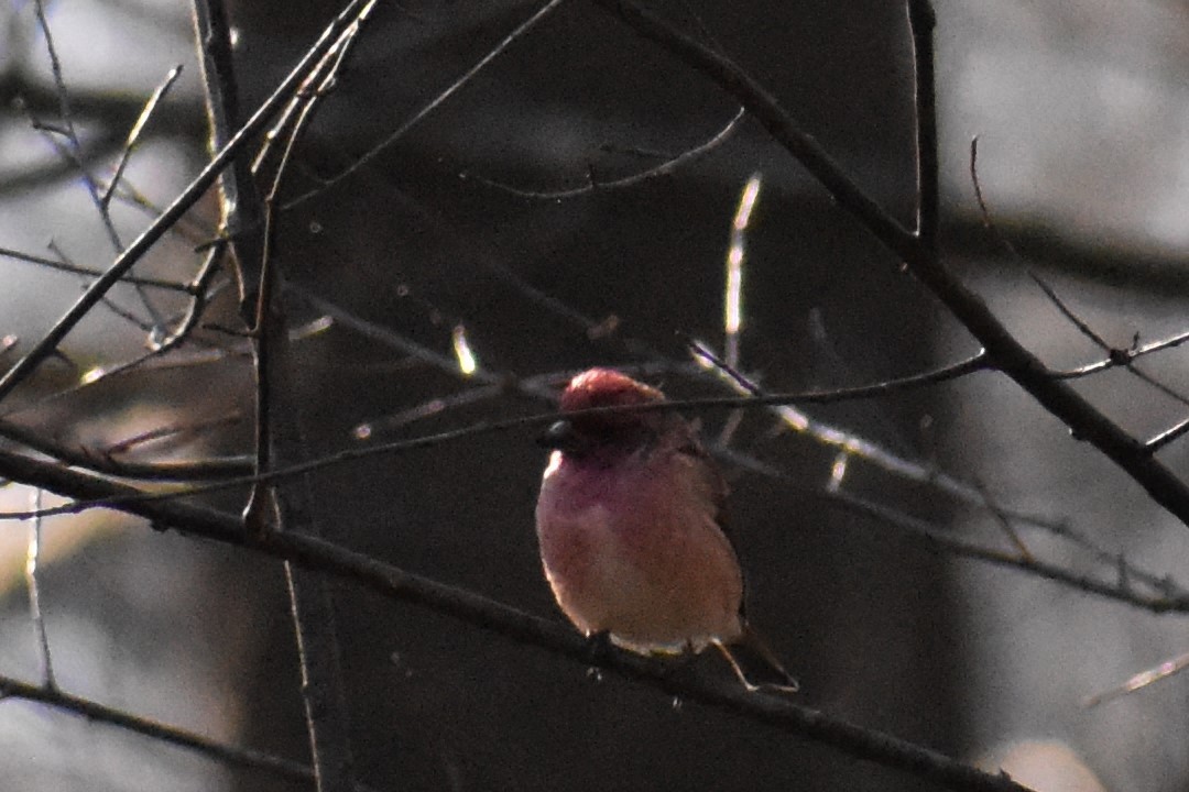 Purple Finch - ML286921061