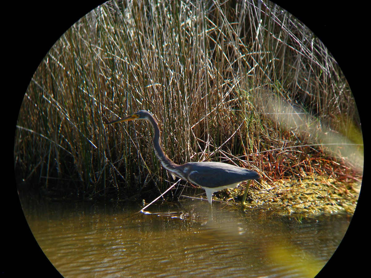 Tricolored Heron - ML286921081