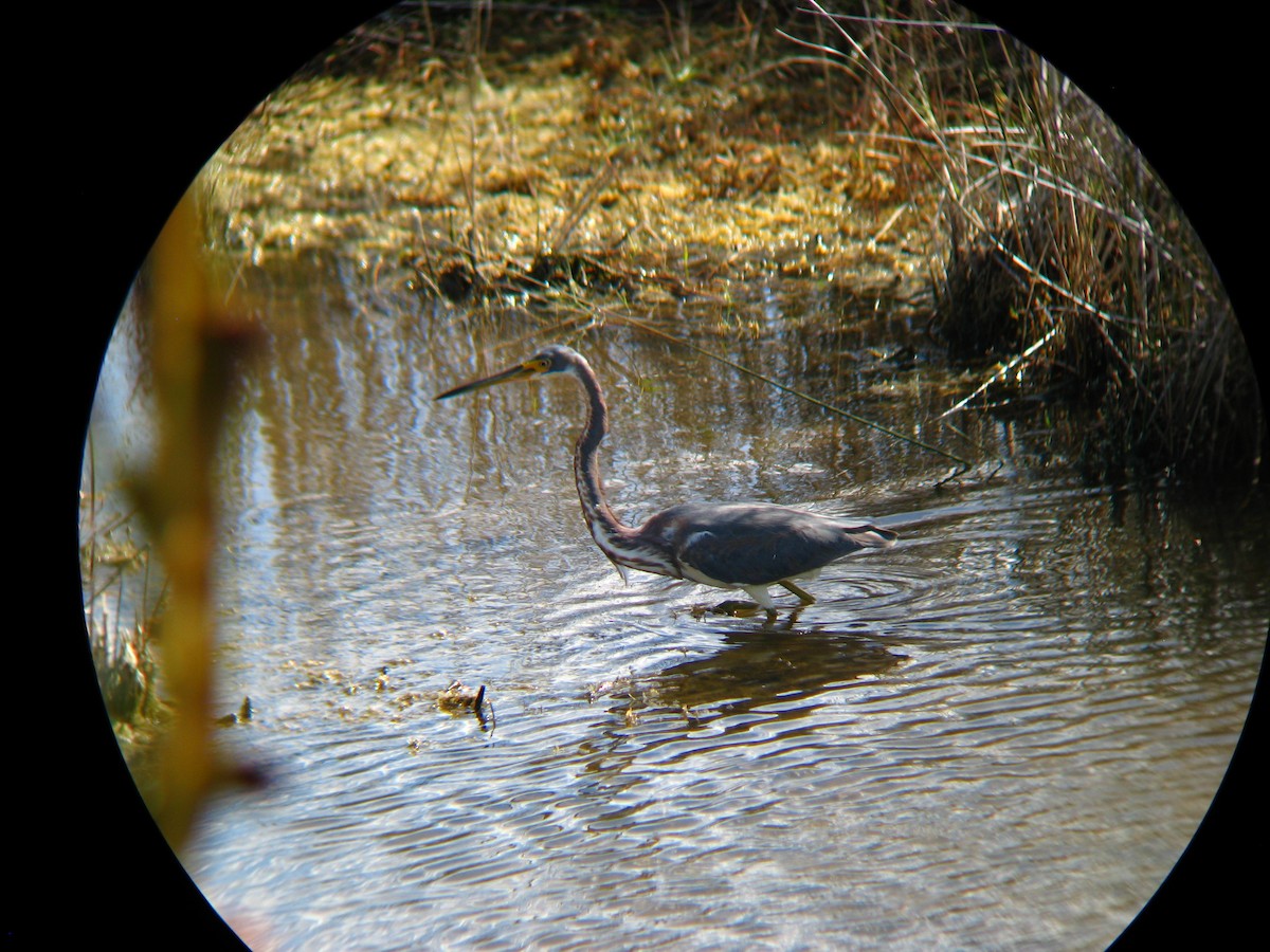 Tricolored Heron - Chris Barrigar