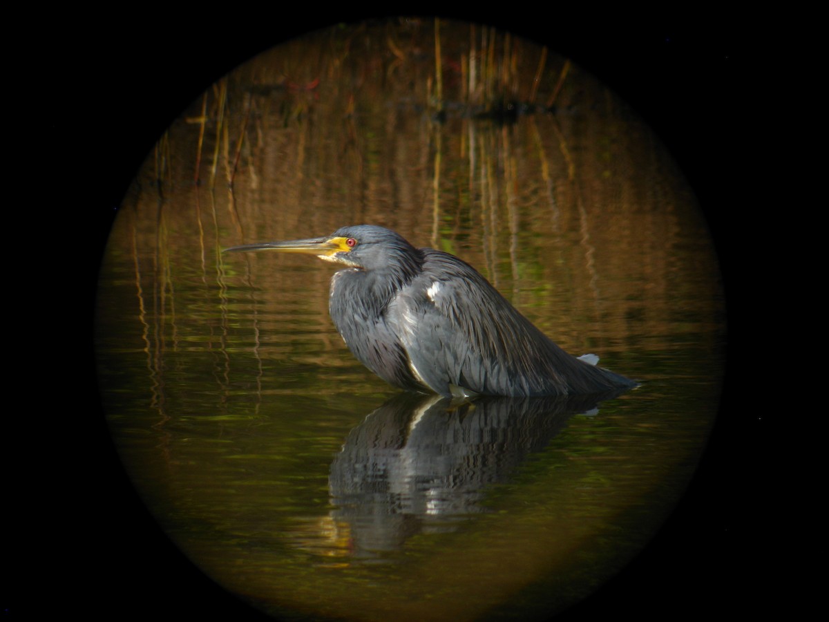 Tricolored Heron - ML286921481