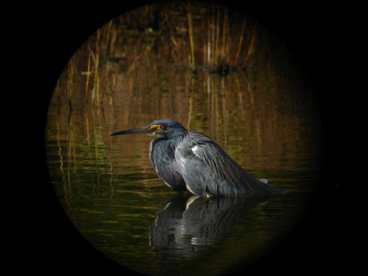 Tricolored Heron - ML286921491