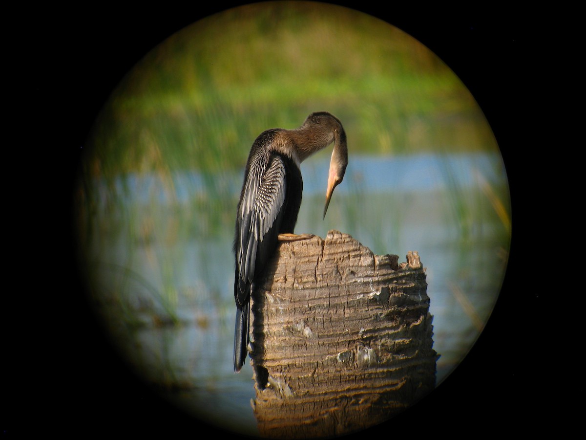 Anhinga - ML286922631