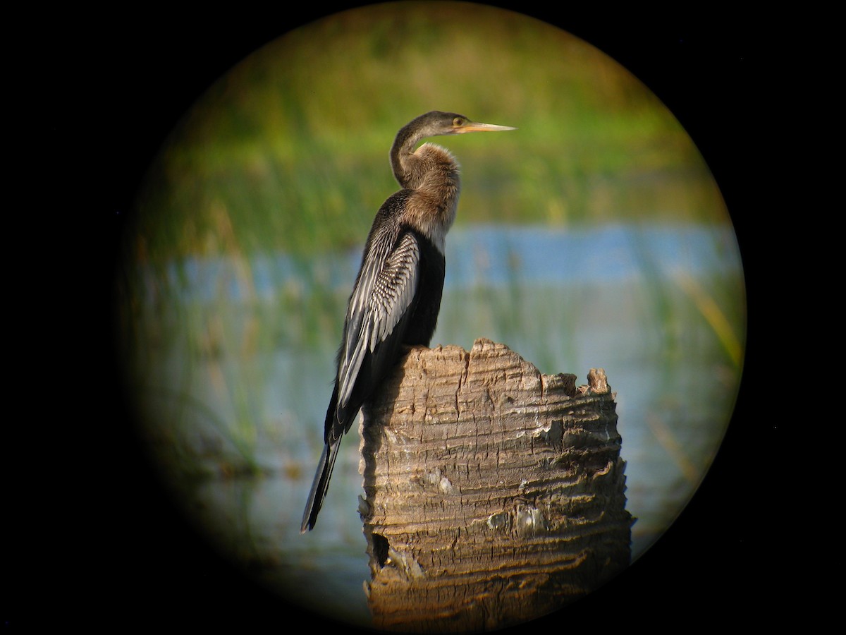 Anhinga - ML286922651