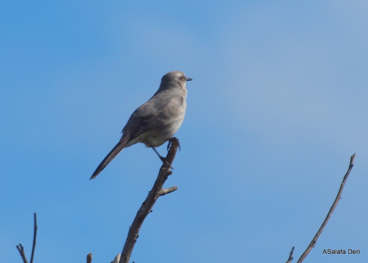 Tropical Mockingbird (Southern) - ML286923231