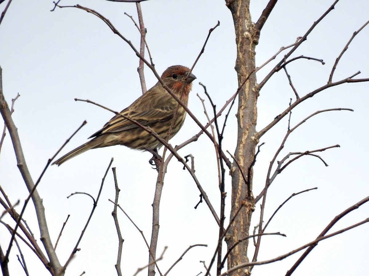 House Finch - Laurie  Keefe
