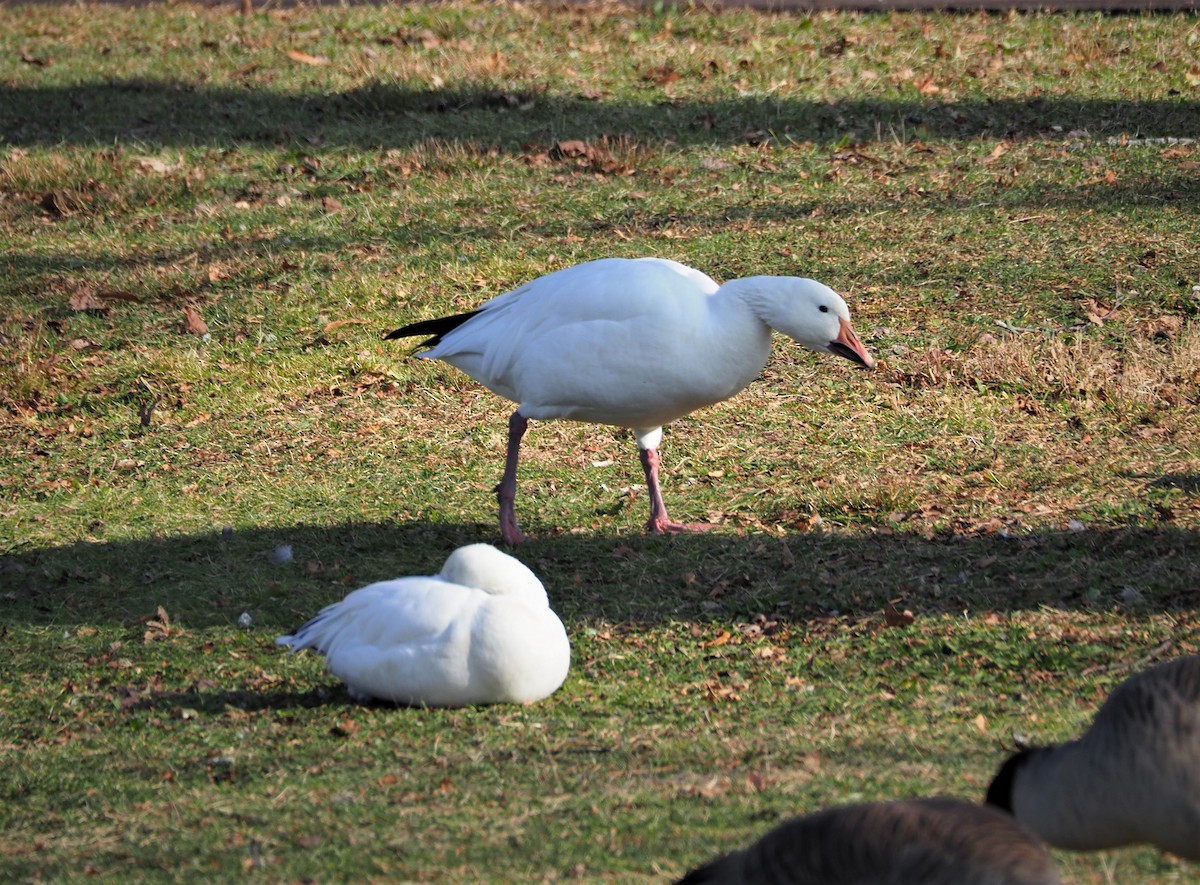 Snow Goose - ML286927441