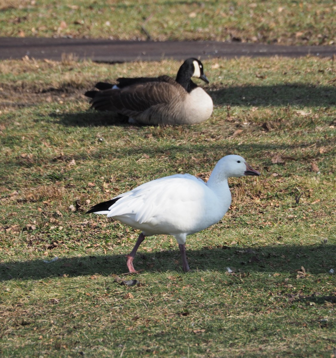 Snow Goose - ML286927531