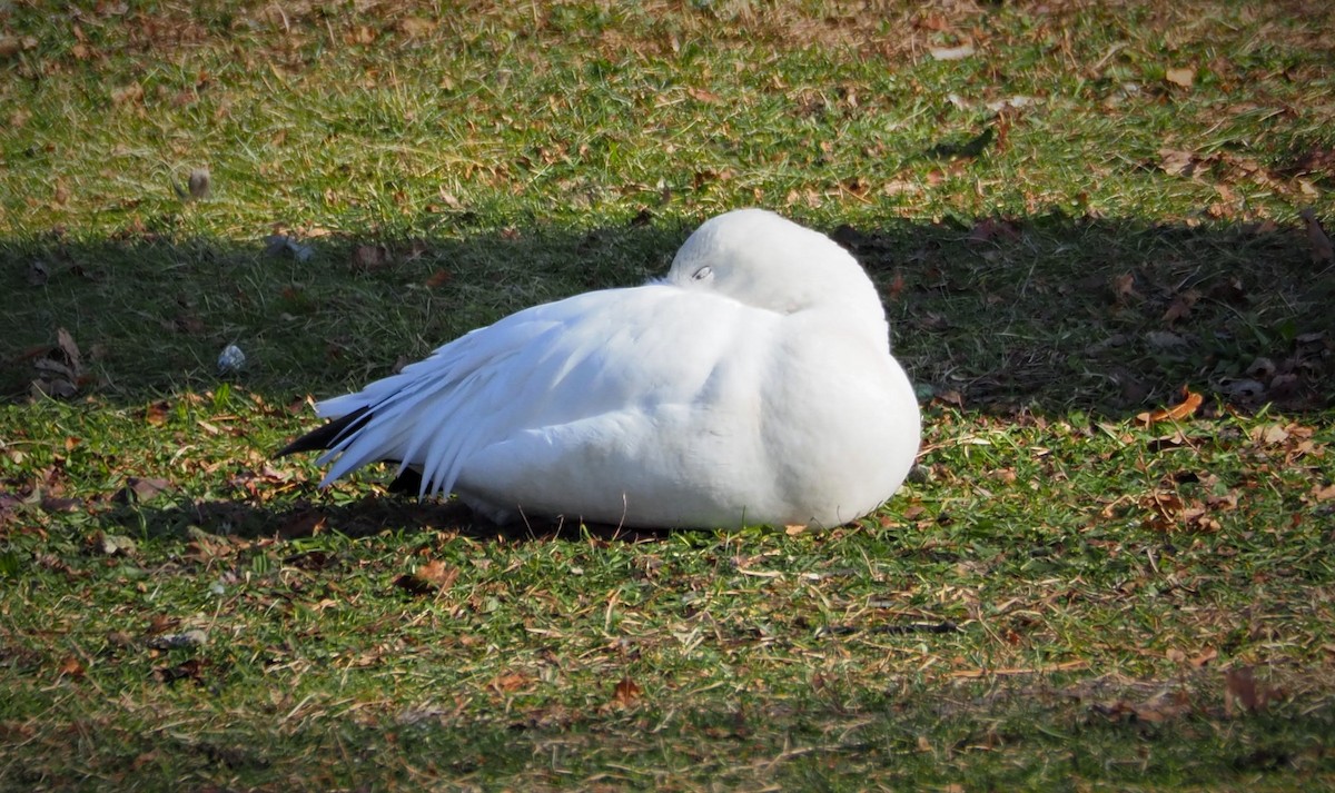 Snow Goose - ML286927611