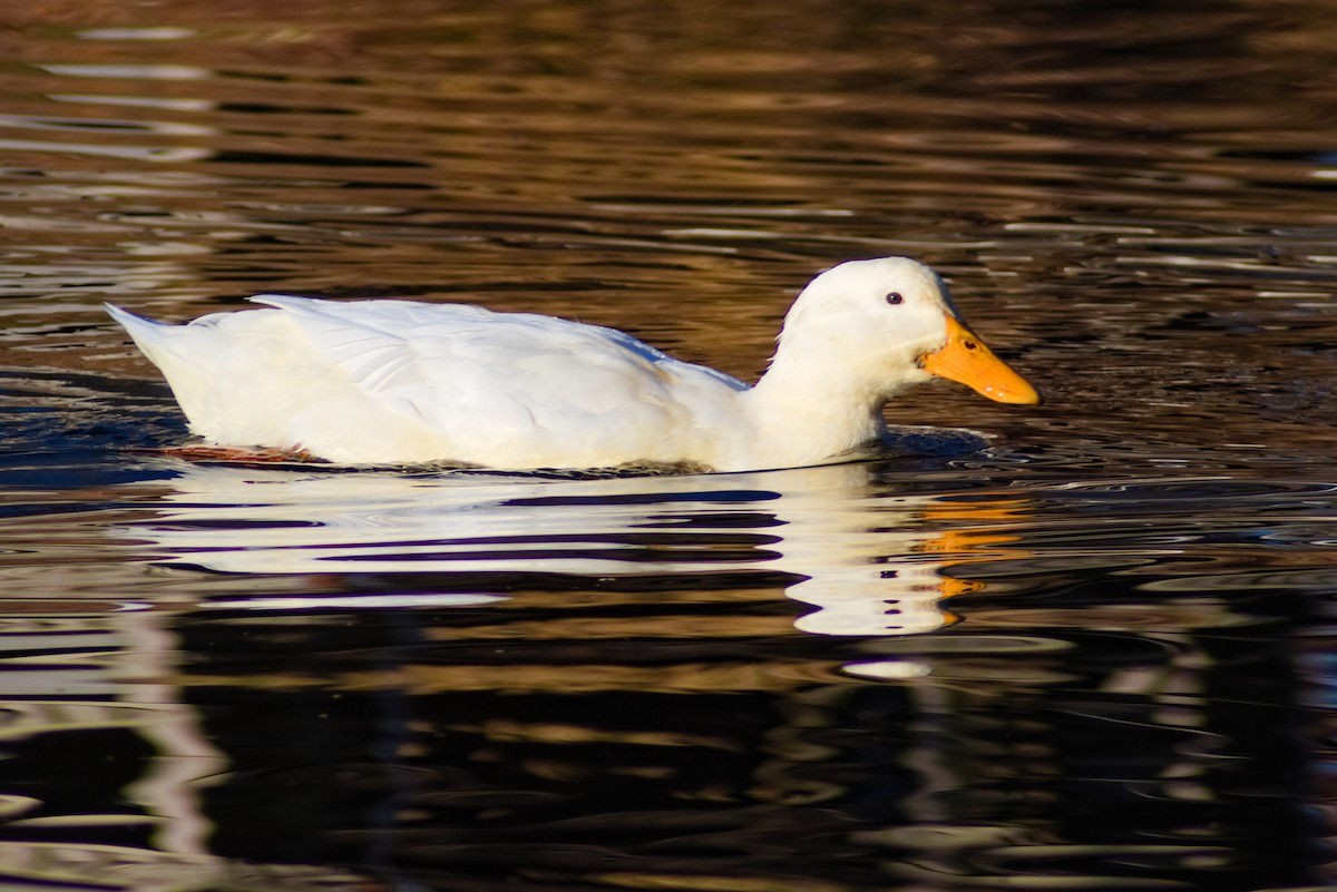 Mallard (Domestic type) - ML286927821