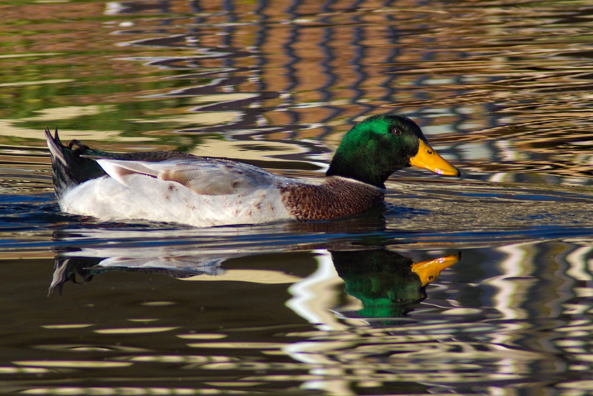 Mallard (Domestic type) - ML286927831