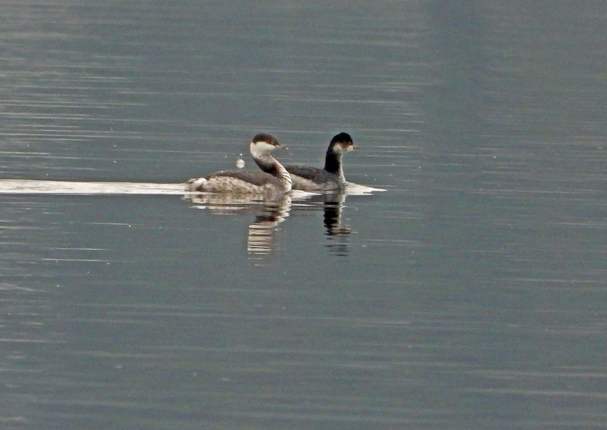 Eared Grebe - ML286928521