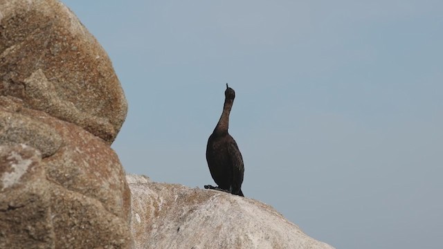 Pelagic Cormorant - ML286928541