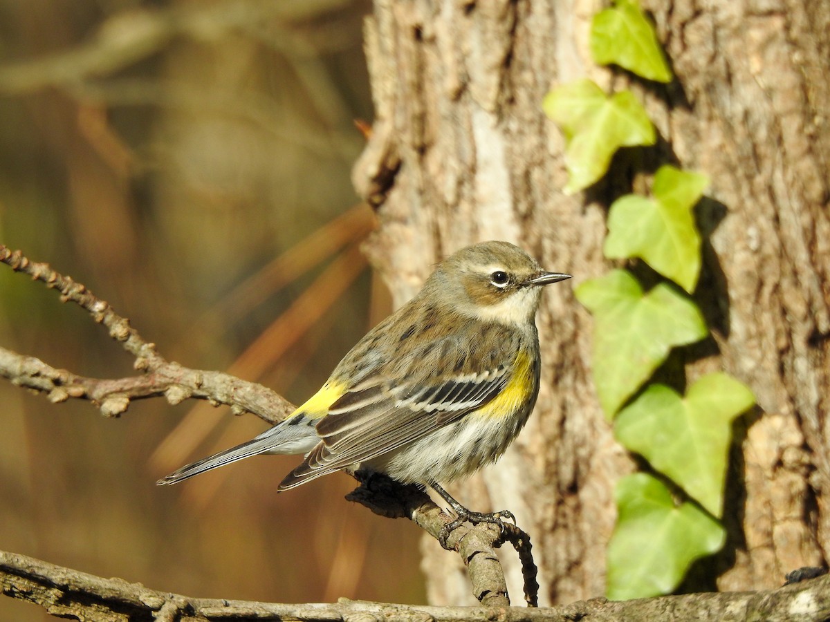 Yellow-rumped Warbler - Ryne VanKrevelen