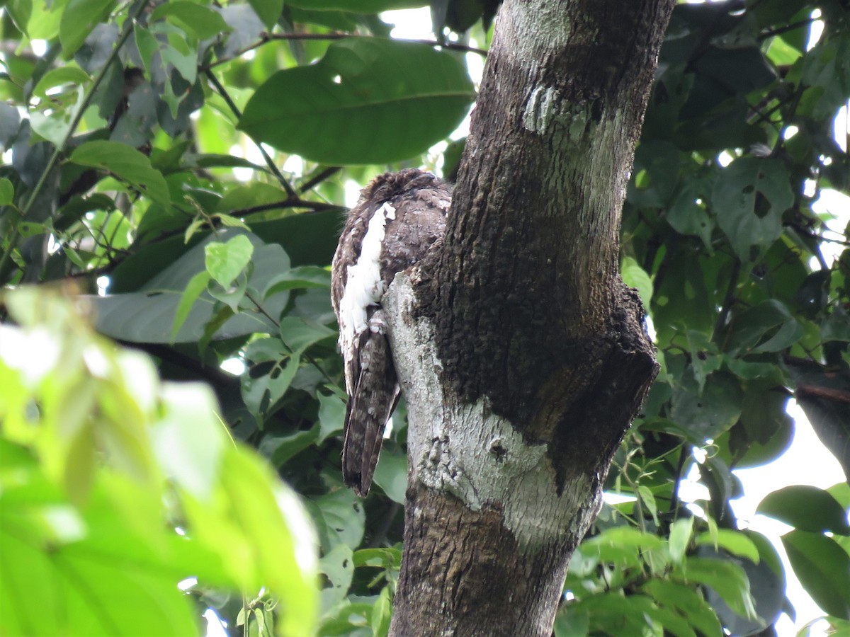 White-winged Potoo - Hugo Foxonet