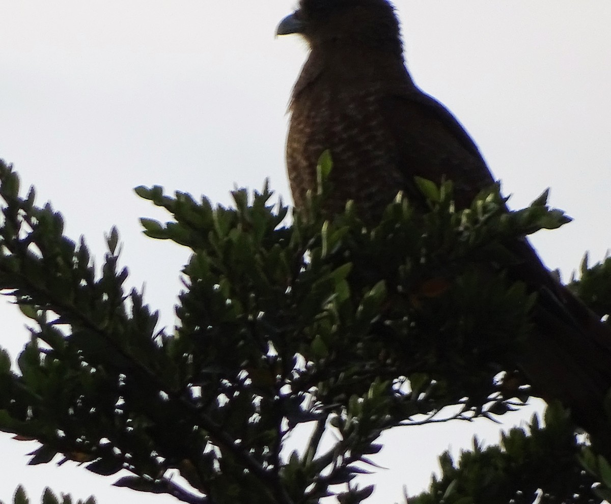 Chimango Caracara - ML286930221