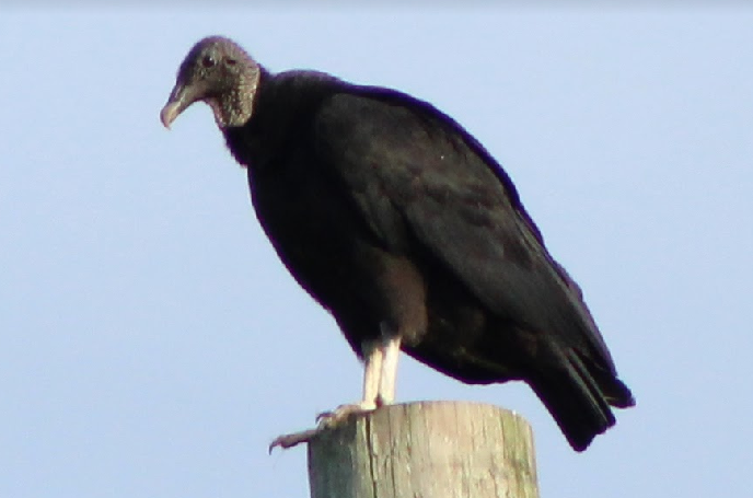 Black Vulture - Adeline Louie