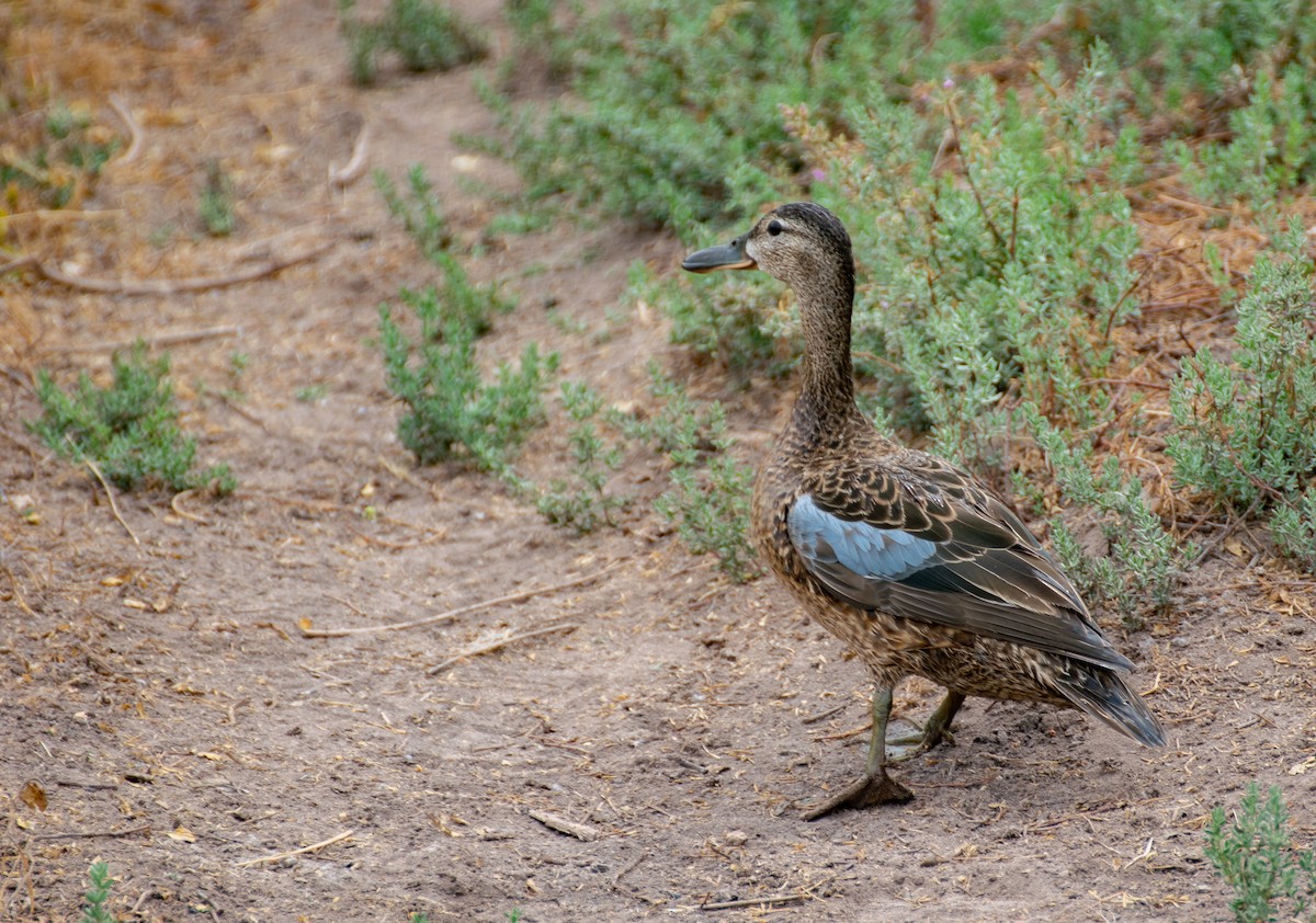 Blue-winged Teal - ML286934811