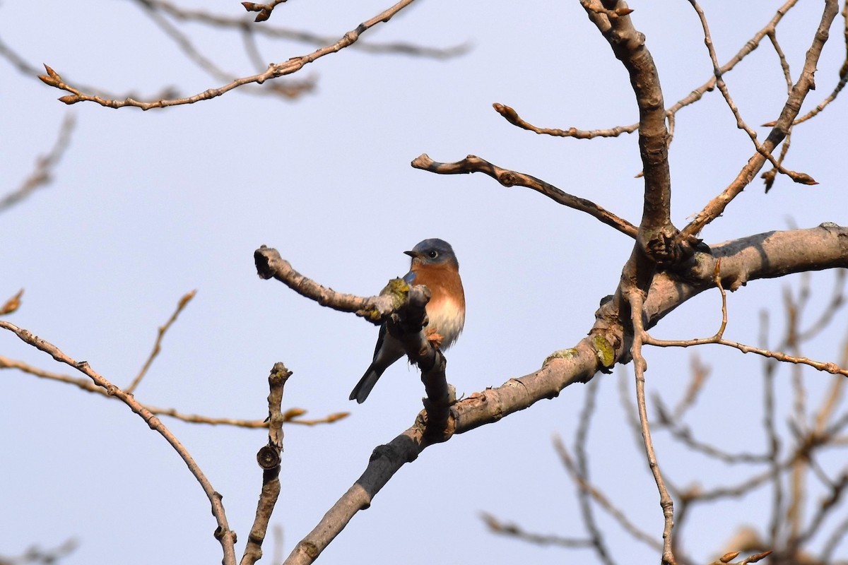 Eastern Bluebird - ML286936671