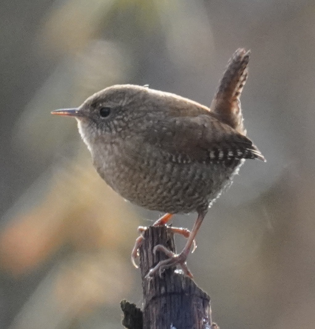 Winter Wren - ML286939331