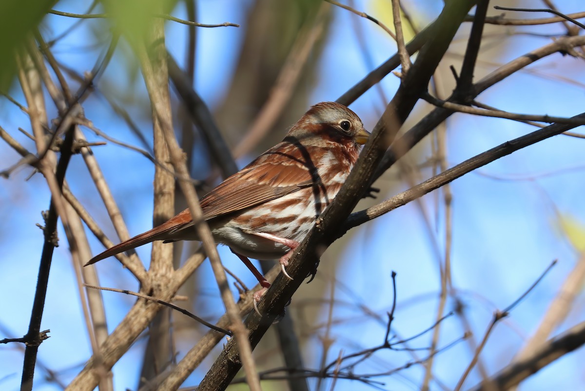 Fox Sparrow (Red) - ML286939341