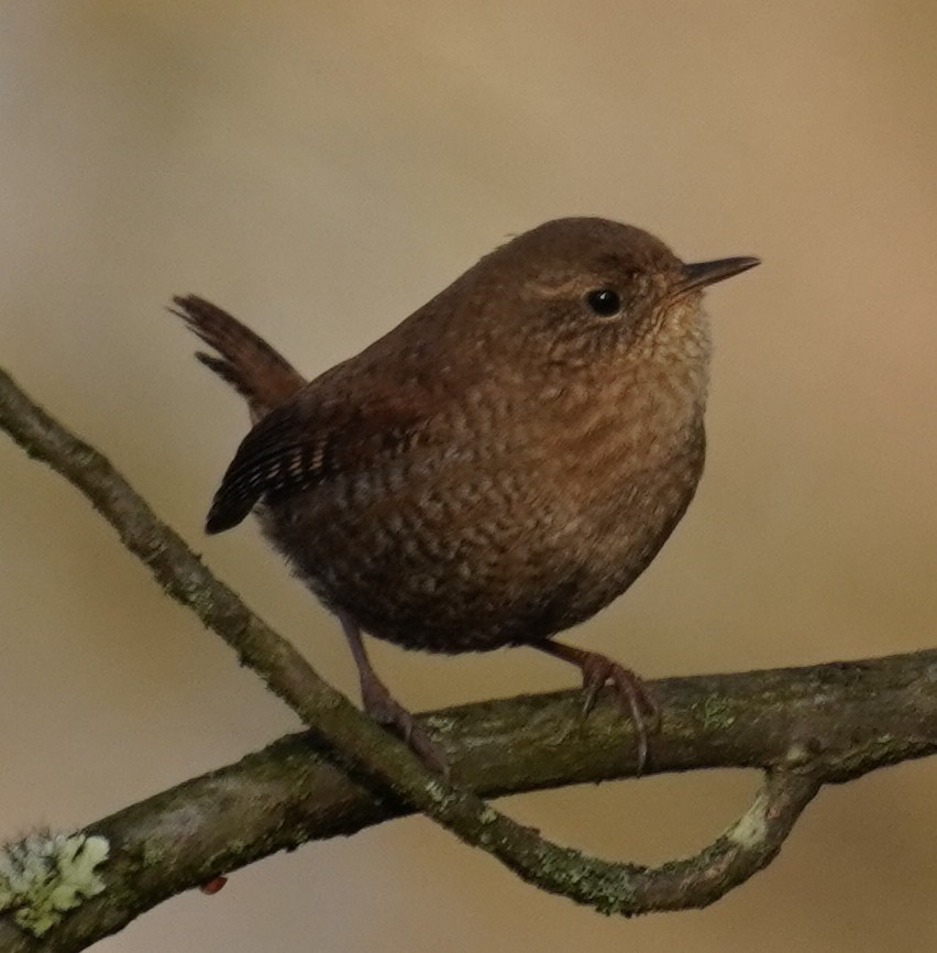 Winter Wren - ML286939351