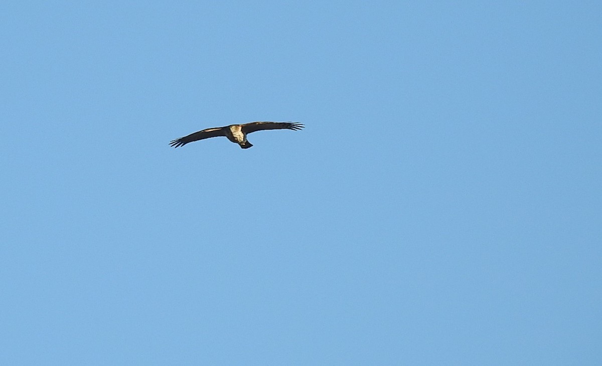 Sharp-shinned Hawk - ML286940291