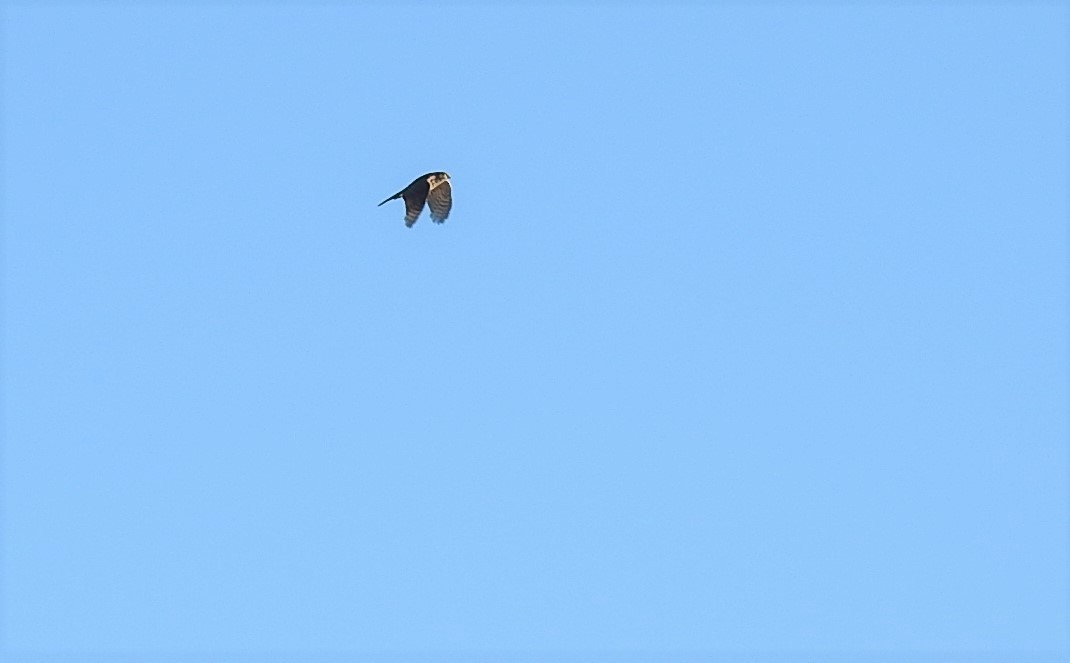 Sharp-shinned Hawk - ML286940801