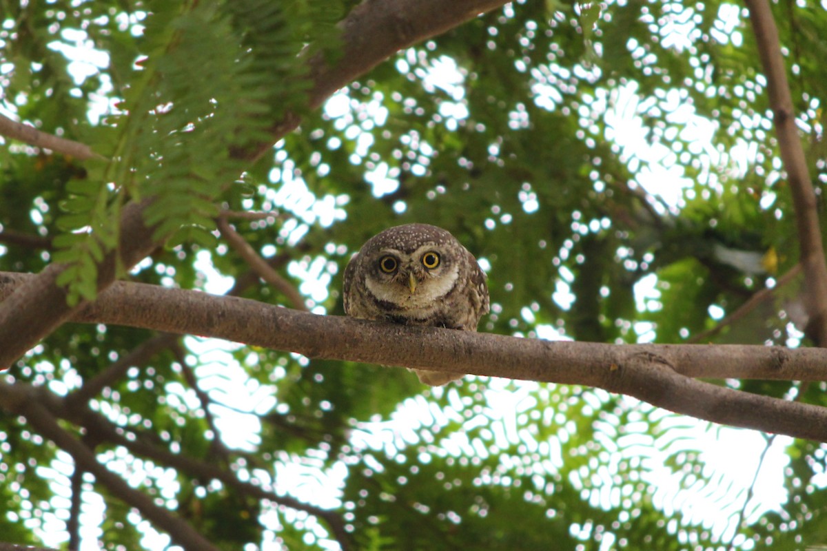 Spotted Owlet - Komal Agrawal