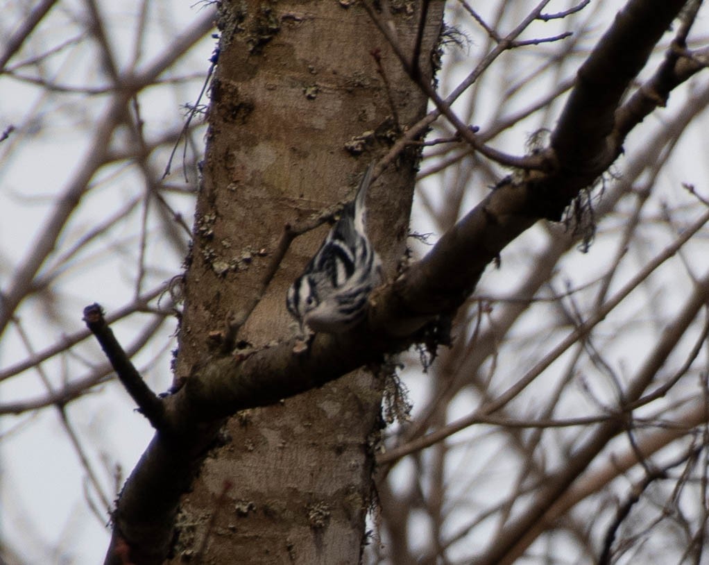 Black-and-white Warbler - Suzanne Cadwell