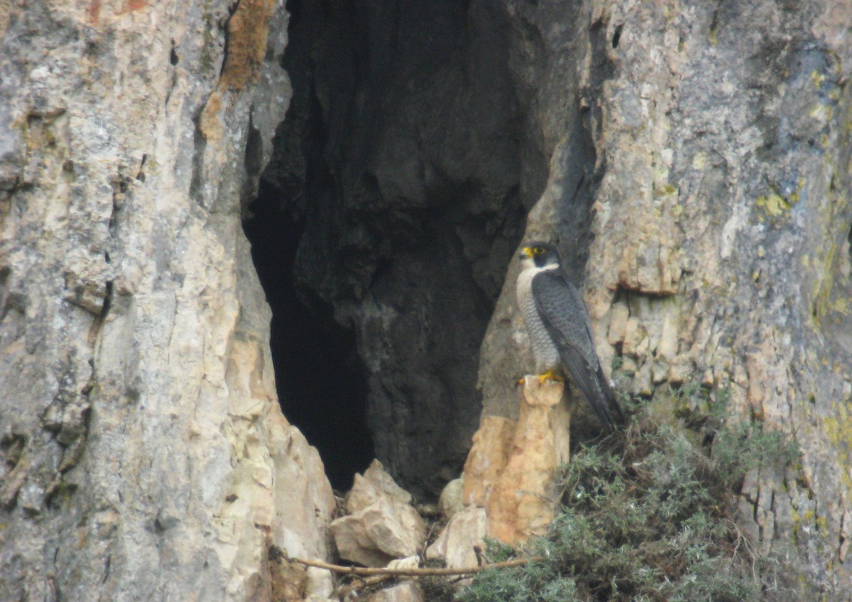 Peregrine Falcon - ML286946121