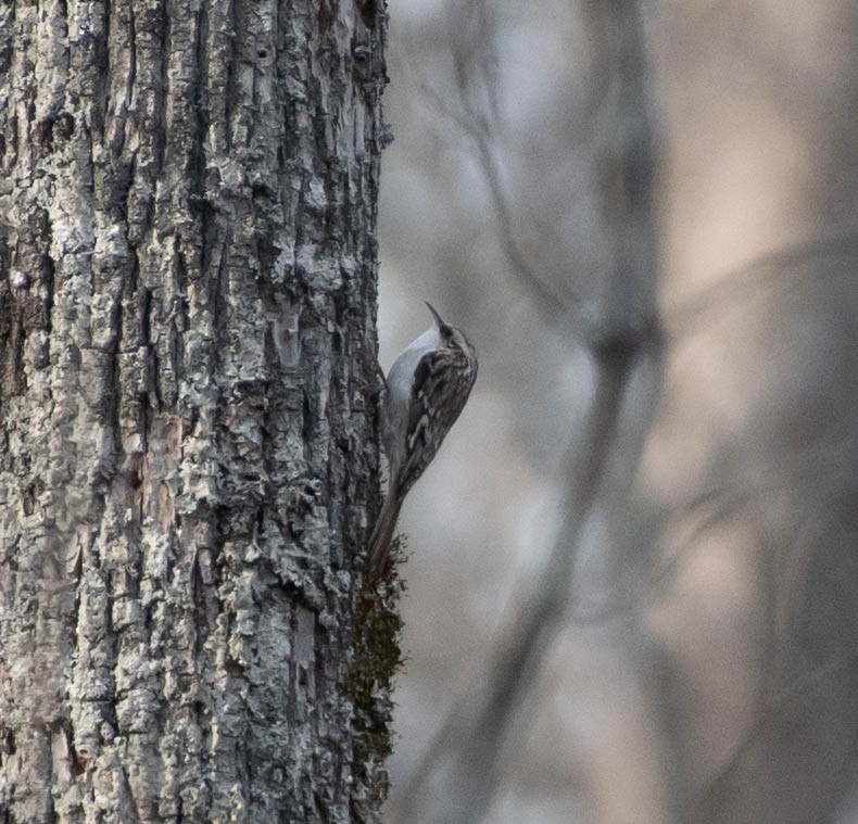 Brown Creeper - ML286946151